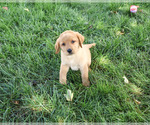 Small #1 Labrador Retriever