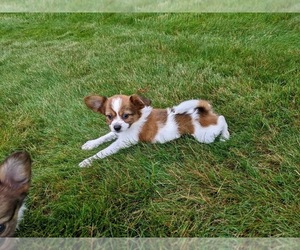 Papillon Puppy for sale in MILLERSBURG, OH, USA