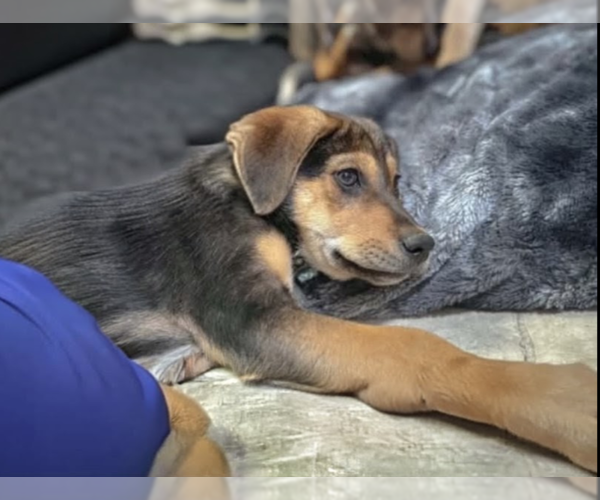 Medium Photo #6 Labrador Retriever-Treeing Walker Coonhound Mix Puppy For Sale in garner, NC, USA