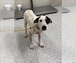 Small Mutt