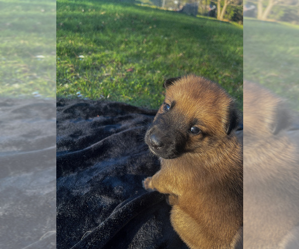 Medium Photo #21 Belgian Malinois Puppy For Sale in LYNCHBURG, VA, USA