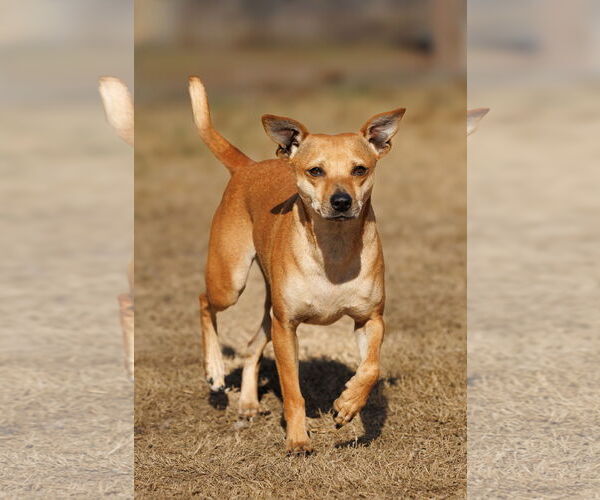 Medium Photo #5 Chihuahua-Unknown Mix Puppy For Sale in McKinney, TX, USA
