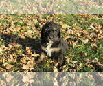 Small #5 Bernedoodle
