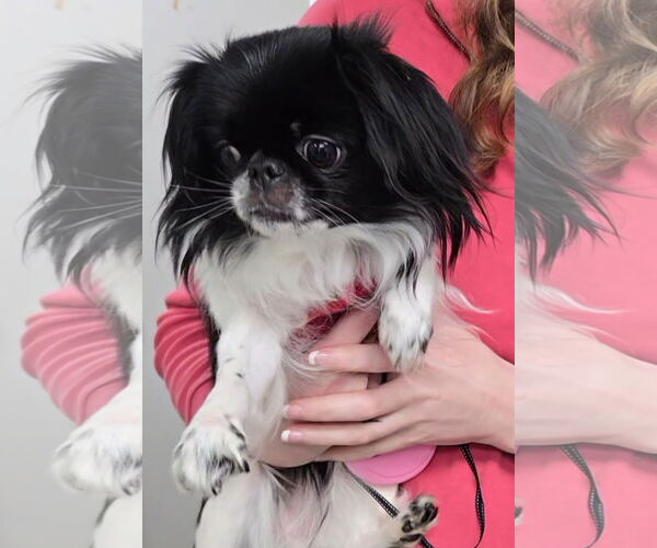 Medium Photo #2 Japanese Chin-Unknown Mix Puppy For Sale in Magnolia Springs, AL, USA