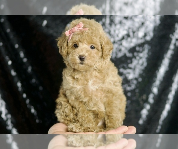 Medium Photo #96 Maltipoo Puppy For Sale in WARSAW, IN, USA