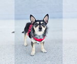 Small #6 Chihuahua Mix