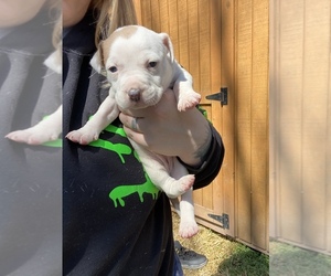 American Pit Bull Terrier Puppy for Sale in PORTSMOUTH, Virginia USA