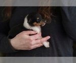 Small Photo #6 Collie Puppy For Sale in PILOT, VA, USA