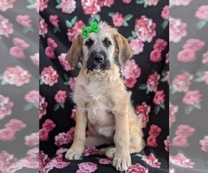 Saint Berdoodle Puppy for sale in PEACH BOTTOM, PA, USA