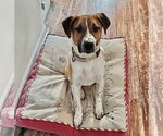 Small #1 Retriever  Mix