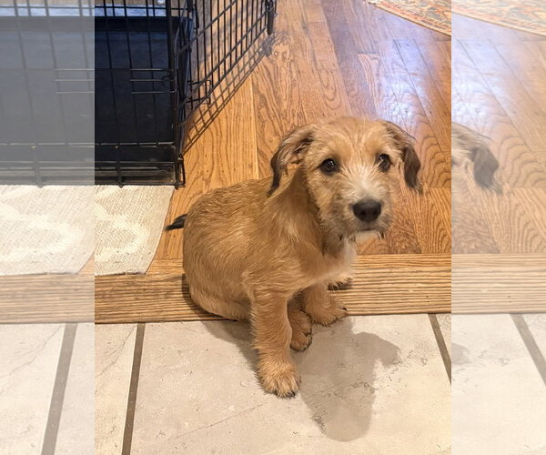 Medium Photo #1 Border Terrier-Dachshund Mix Puppy For Sale in Parker Ford, PA, USA