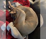Small #11 American Pit Bull Terrier Mix