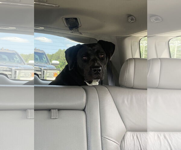 Medium Photo #4 Labrador Retriever-Unknown Mix Puppy For Sale in Rockaway, NJ, USA