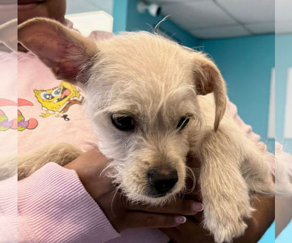 Medium Photo #2 Chihuahua-Unknown Mix Puppy For Sale in Cliffwood, NJ, USA