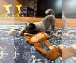 Image preview for Ad Listing. Nickname: Litter of 6