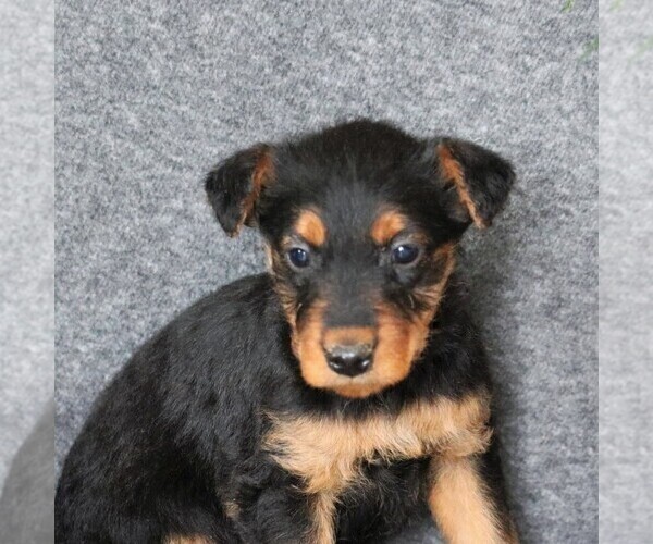 Medium Photo #1 Airedale Terrier Puppy For Sale in HOLTWOOD, PA, USA