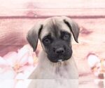 Small Photo #2 Mastiff Puppy For Sale in MARIETTA, GA, USA