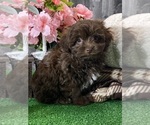 Small #2 Havanese