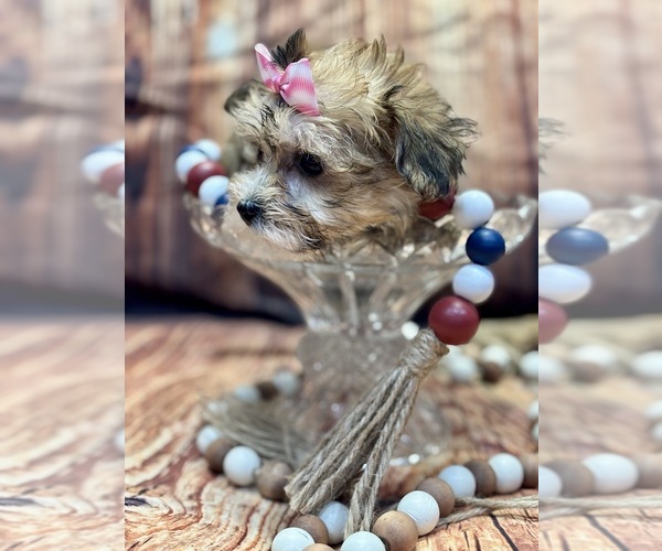 Medium Photo #6 Yo-Chon Puppy For Sale in RIPLEY, MS, USA
