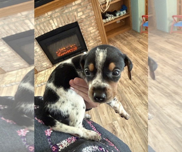 Medium Photo #2 Treeing Walker Coonhound Puppy For Sale in ZANESVILLE, OH, USA