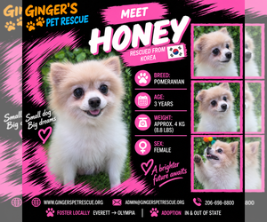 Pomeranian Dogs for adoption in Seattle, WA, USA