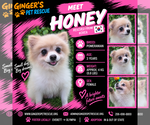 Honey From Korea - Female Pomeranian Dog for Adoption - Small photo