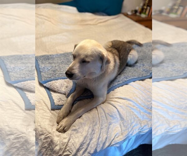Medium Photo #5 German Shepherd Dog-Great Pyrenees Mix Puppy For Sale in Bountiful, UT, USA