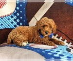 Small Photo #5 Poodle (Miniature) Puppy For Sale in OXFORD, PA, USA