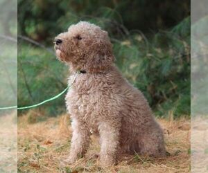 Father of the Goldendoodle (Miniature) puppies born on 03/16/2022