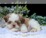 Puppy Colby Shih Tzu
