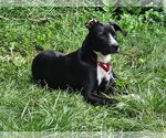 Small #7 Border Collie Mix