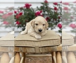 Small Photo #8 Goldendoodle Puppy For Sale in FRANKLIN, VA, USA