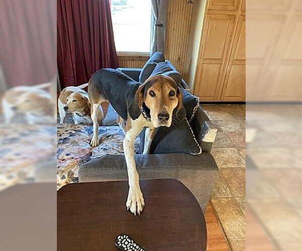Medium Photo #3 Treeing Walker Coonhound Puppy For Sale in Westminster, MD, USA