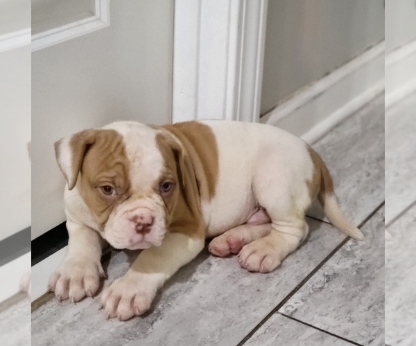Medium Photo #1 American Bulldog Puppy For Sale in AUSTELL, GA, USA