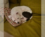 Small #13 American Pit Bull Terrier Mix