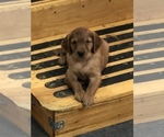 Small Photo #6 Golden Retriever Puppy For Sale in CARR, CO, USA