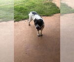 Small #2 Mutt