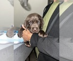 Puppy Blue Labrador Retriever