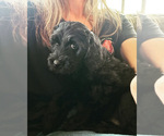 Small Photo #9 Goldendoodle Puppy For Sale in RAMONA, CA, USA