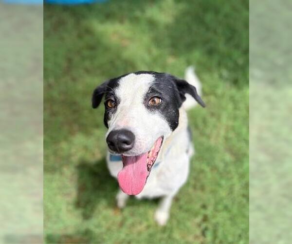 Medium Photo #1 Border Collie Puppy For Sale in Tulsa, OK, USA