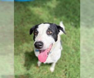 Border Collie Dogs for adoption in Tulsa, OK, USA