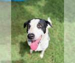 Small Border Collie