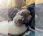 Small #3 American Pit Bull Terrier