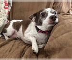 Small #1 Chiweenie