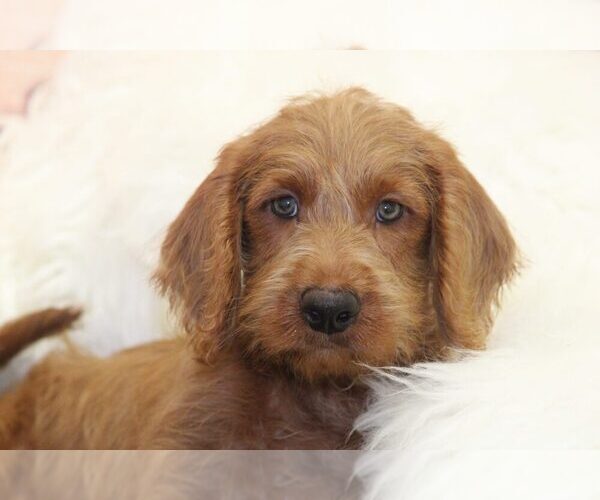 Medium Photo #2 Labradoodle Puppy For Sale in MARIETTA, GA, USA