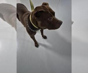 American Pit Bull Terrier Dogs for adoption in Temple, TX, USA