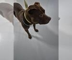 Small American Pit Bull Terrier