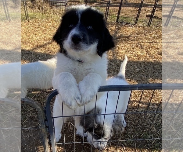 Medium Photo #1 Great Pyrenees Puppy For Sale in CLEVELND, TN, USA