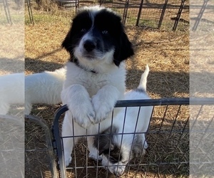 Great Pyrenees Puppy for Sale in CLEVELND, Tennessee USA