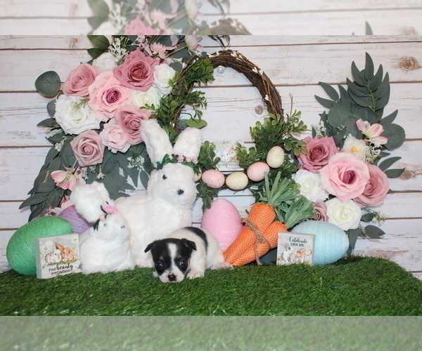 Medium Photo #41 Chihuahua Puppy For Sale in CHARLESTON, AR, USA